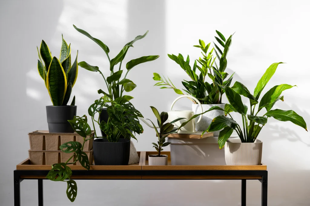 Types of Ornamental Plants for Apartments